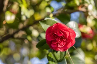 Photo #3: ML81921621 Listing 