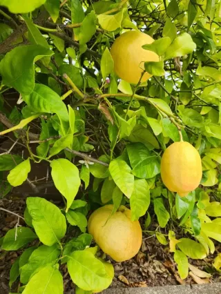 Photo #5: ML81963245 Listing