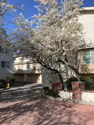 Browse active condo listings in BASCOM SQUARE