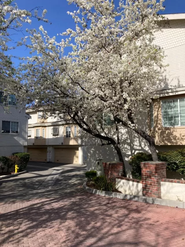 MLS: ML82033182 Condo For Sale